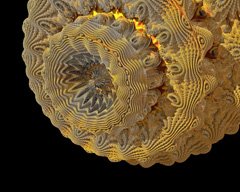 Mandelbulb272a